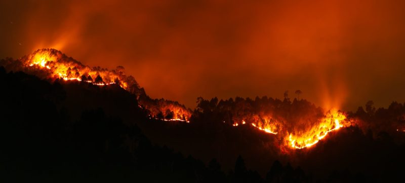 silhouette of trees in the burning forest