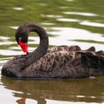 photo of a black swan with a red beak