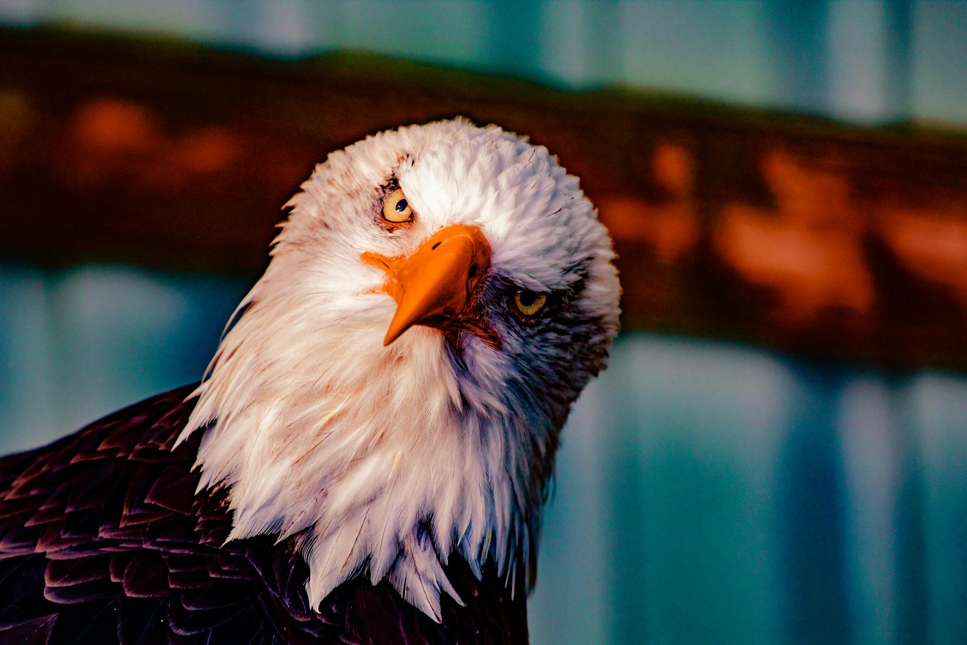 bald eagle head