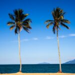 serene beach with palm trees and blue sky