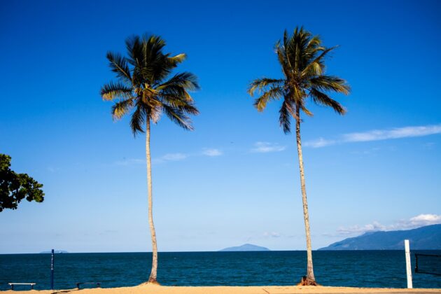 serene beach with palm trees and blue sky